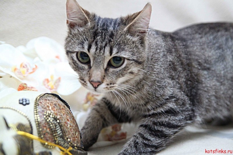 Европейский котенок