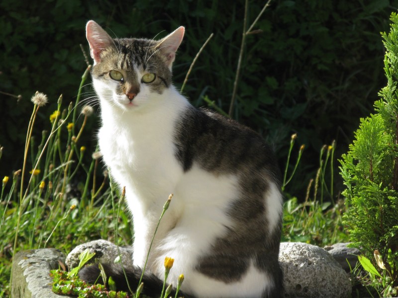 Сибирская кошка короткошерстная