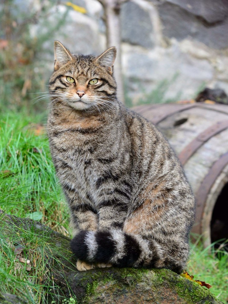 Сибирская кошка короткошерстная