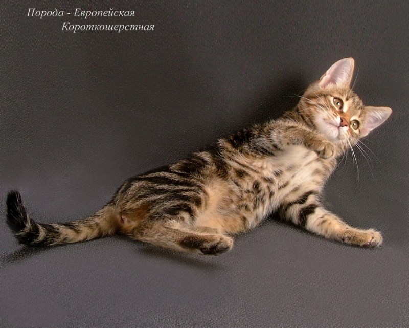 Сибирский кот гладкошерстный