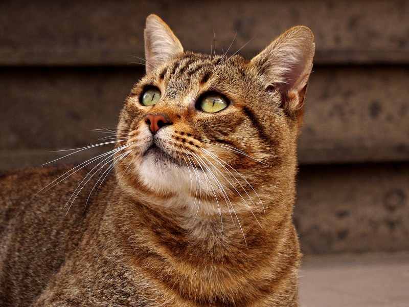 Кельтская Лесная кошка