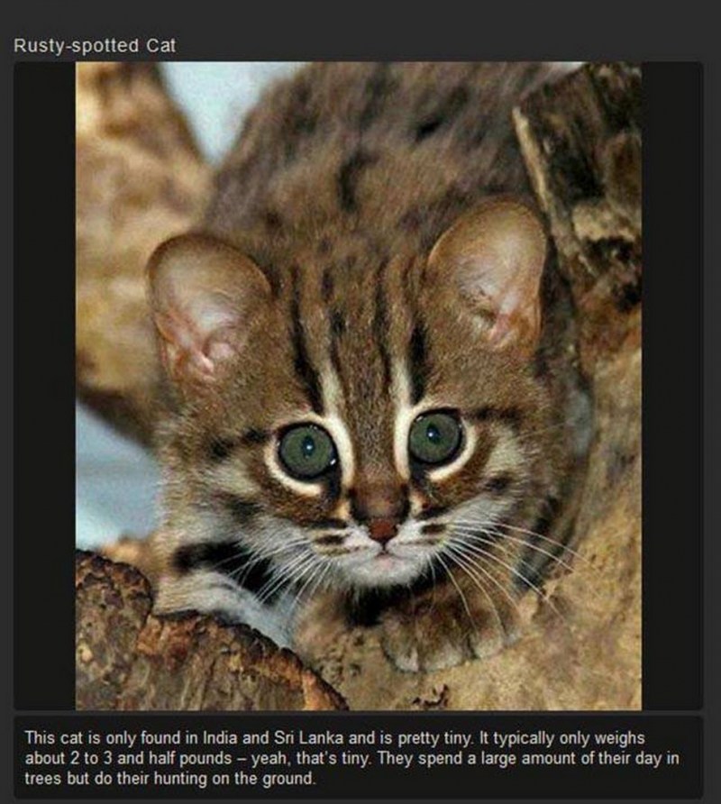 Ржавая кошка котята