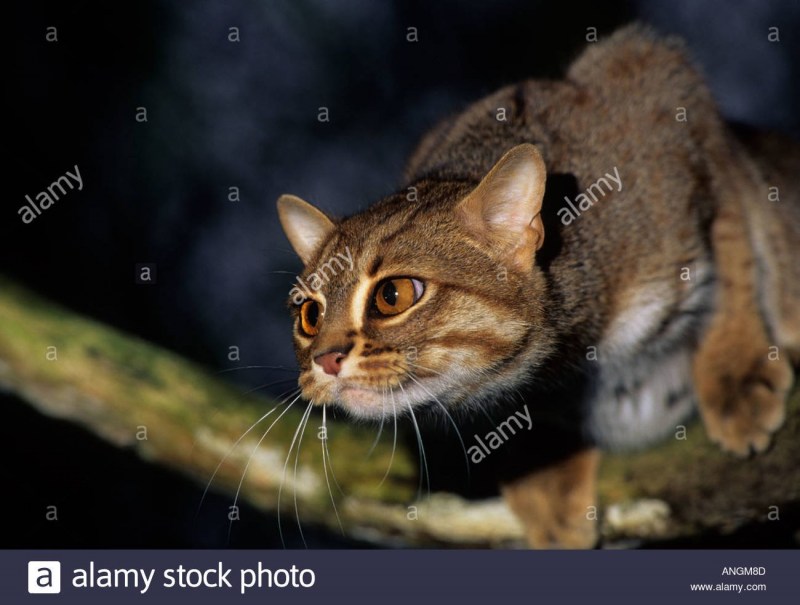 Африканский дикий кот черноногая кошка