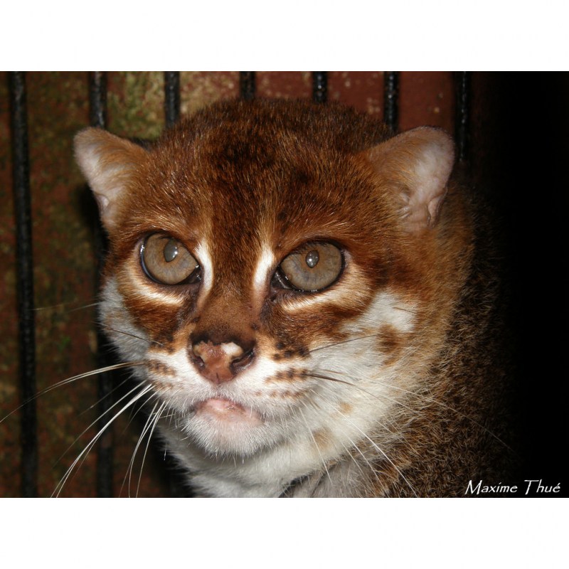 Суматранская кошка