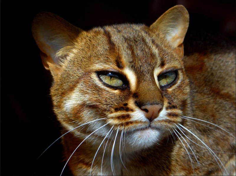 Rusty spotted Cat