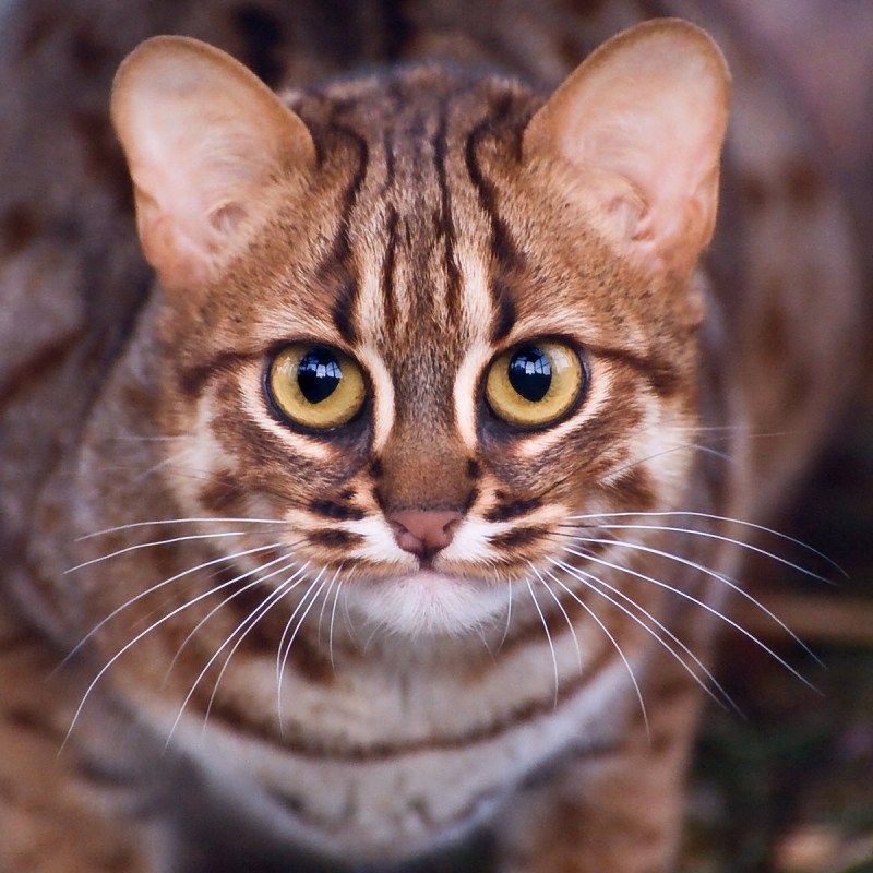 Рыжая пятнистая кошка Prionailurus rubiginosus