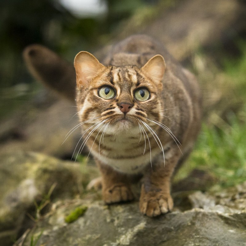 Рыжая пятнистая кошка Prionailurus rubiginosus