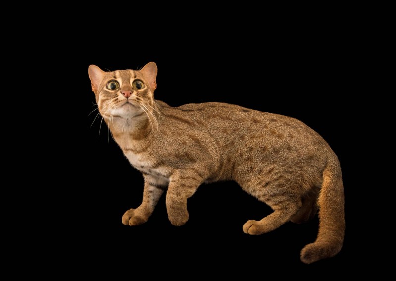 Prionailurus rubiginosus самая маленькая