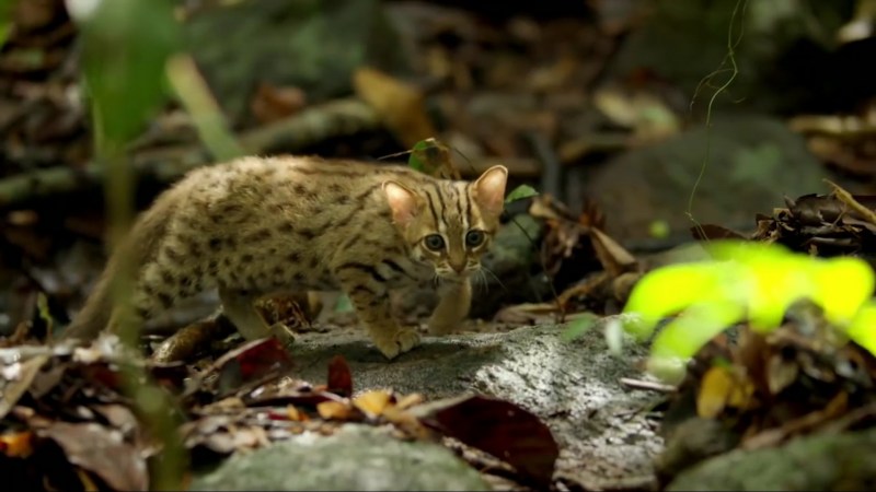 Оцикет - кот Европейский короткошерстный бело рыжий