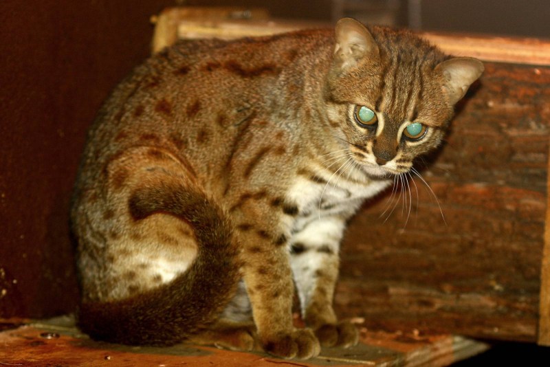 Rusty spotted Cat