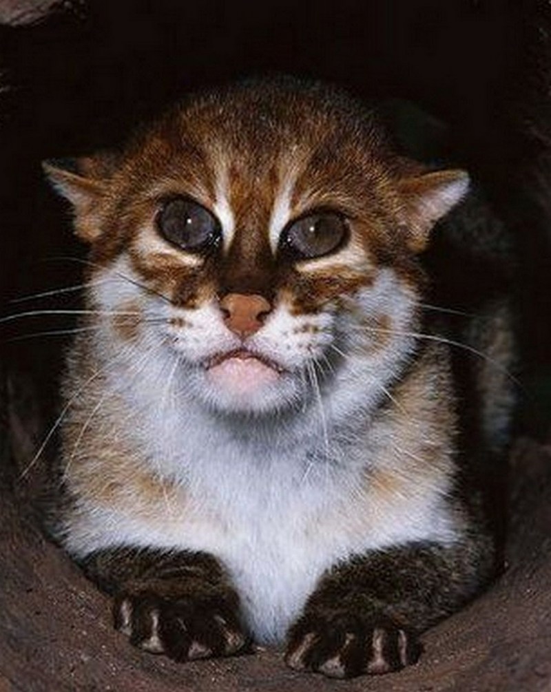 Деревенский полосатый кот