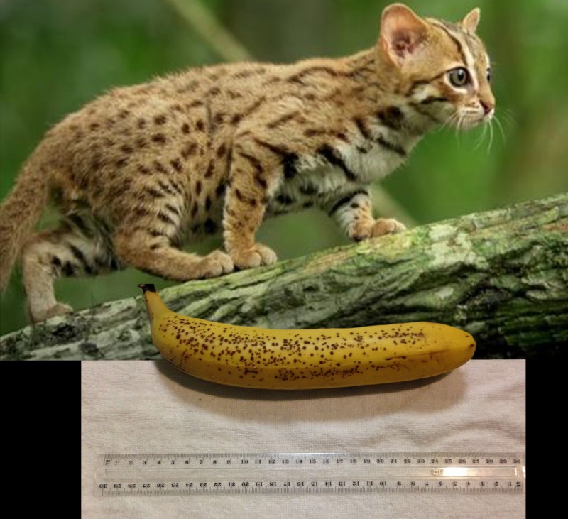 Prionailurus planiceps