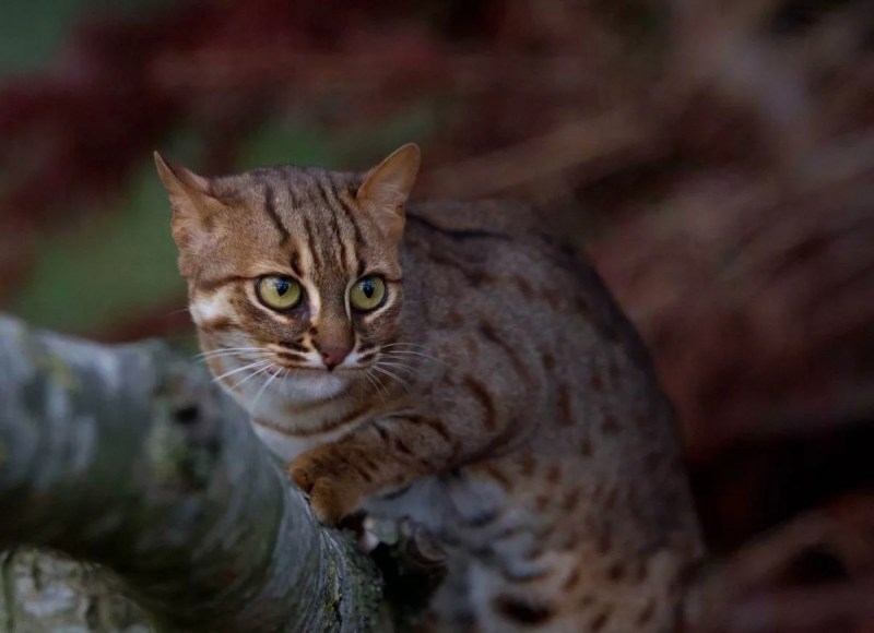 Rusty spotted Cat размер