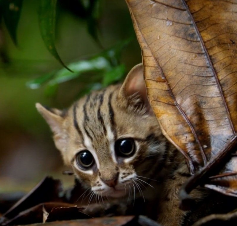 Самый маленький кот в мире