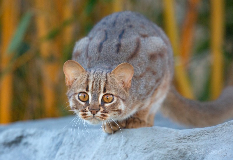 Ржавая кошка охота