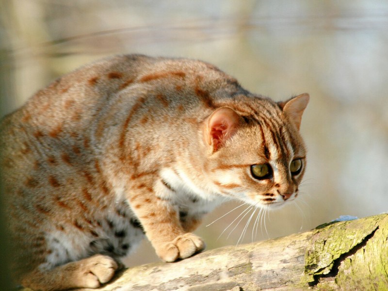 Ржавая кошка