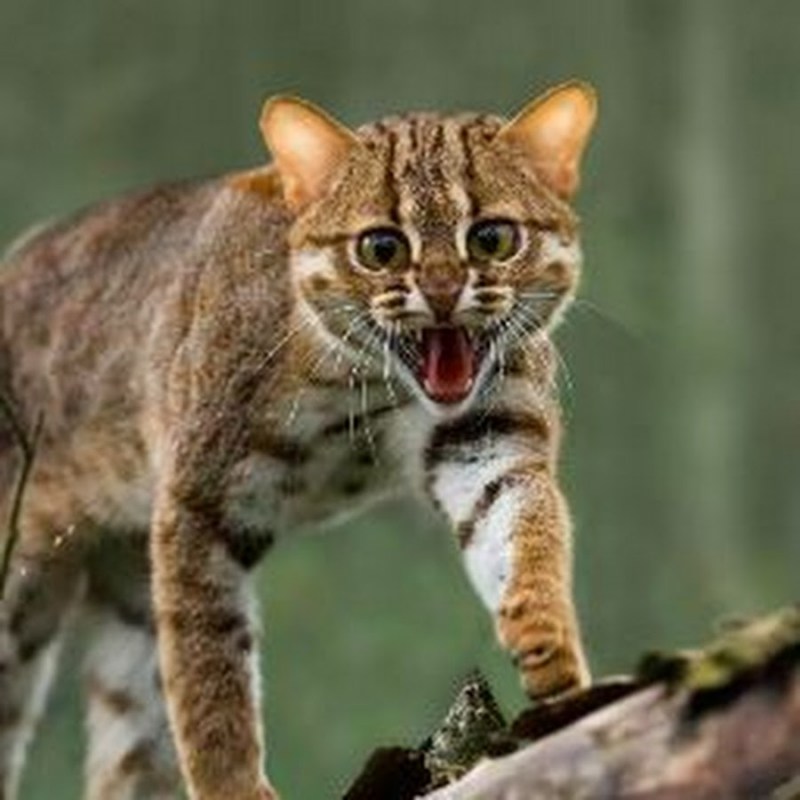Rusty spotted Cat котята
