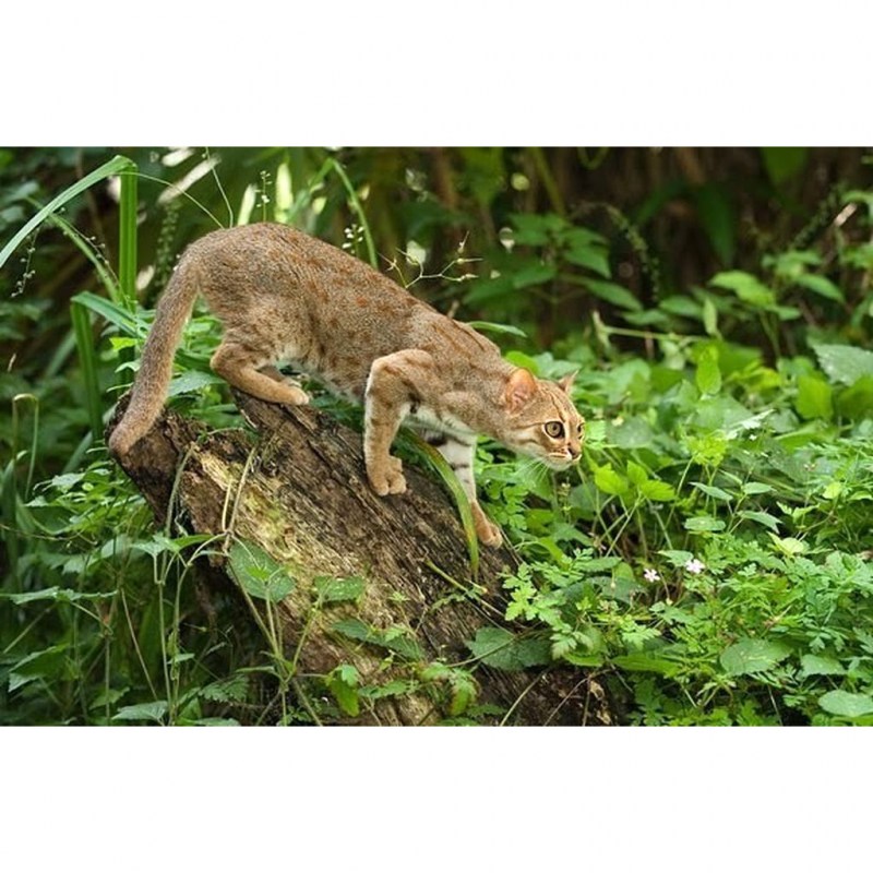 Индийская пятнистая кошка
