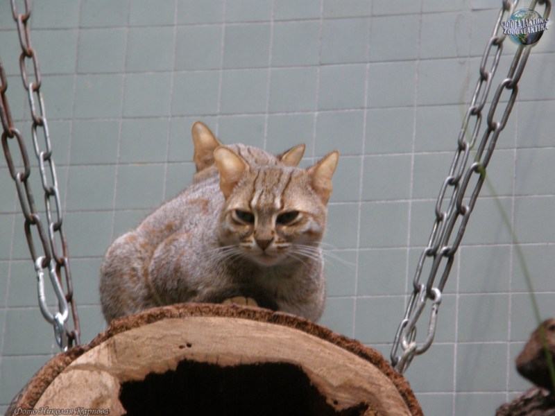 Ржавая кошка на руках