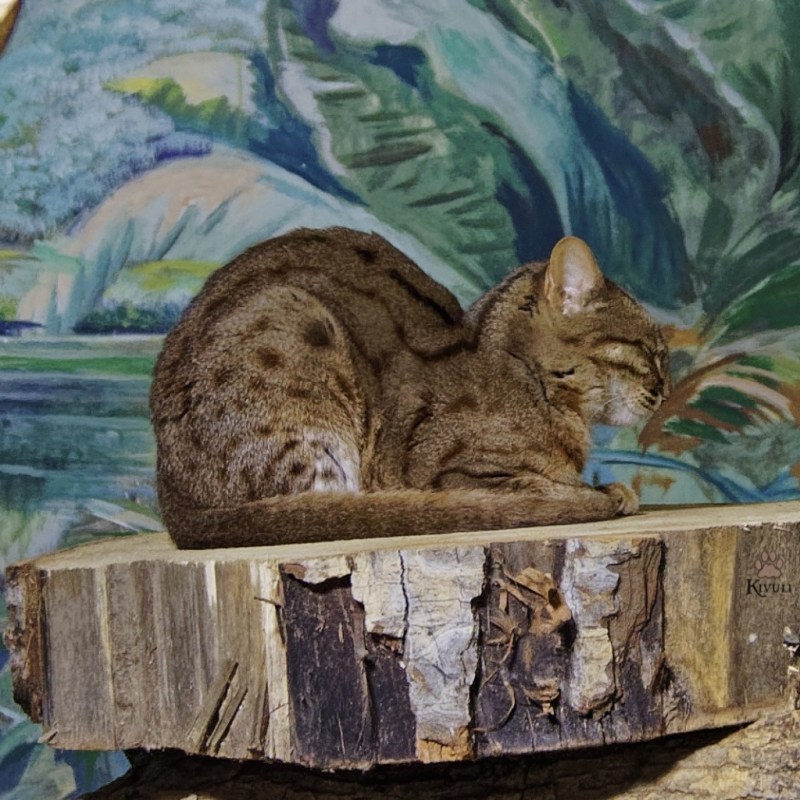 Ржавая кошка размер