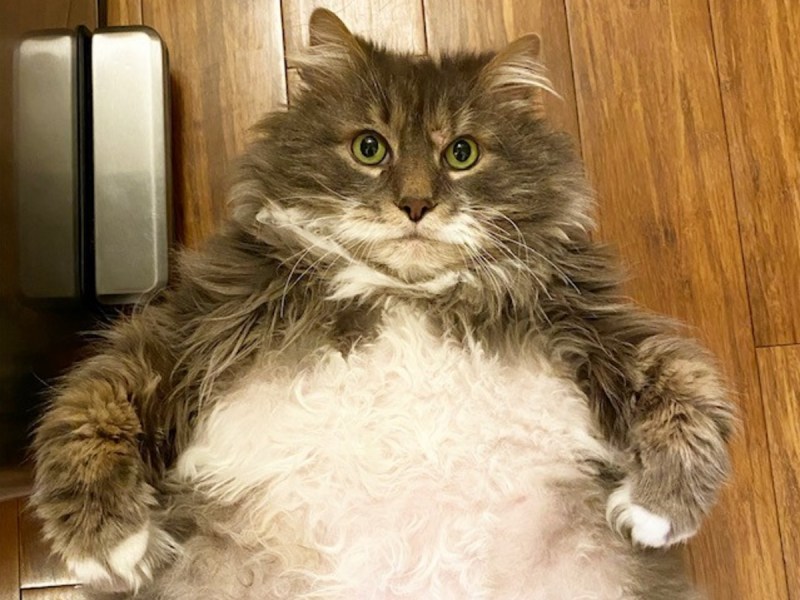 Ожиревший кот