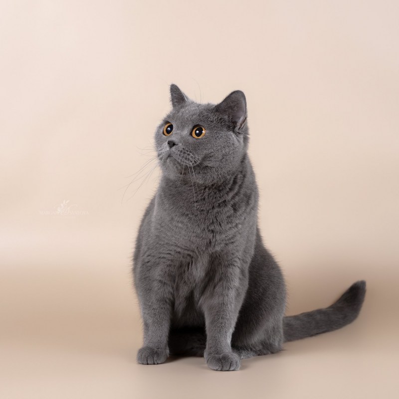 Британская короткошёрстная кошка
