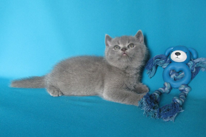 Британская короткошёрстная котята 2 месяца
