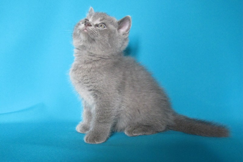 Британская короткошёрстная кошка голубая котята