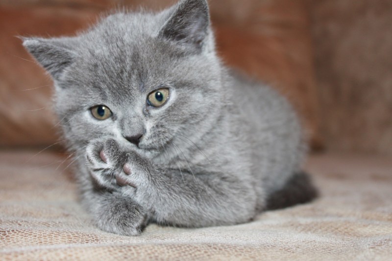 Британский короткошерстный кот