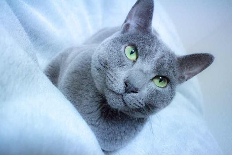 Скоттиш страйт голубые котята