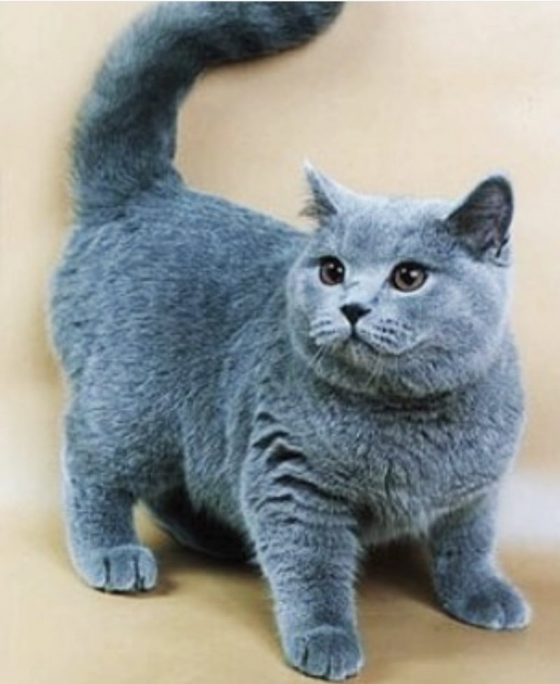Британская короткошёрстная кошка голубая