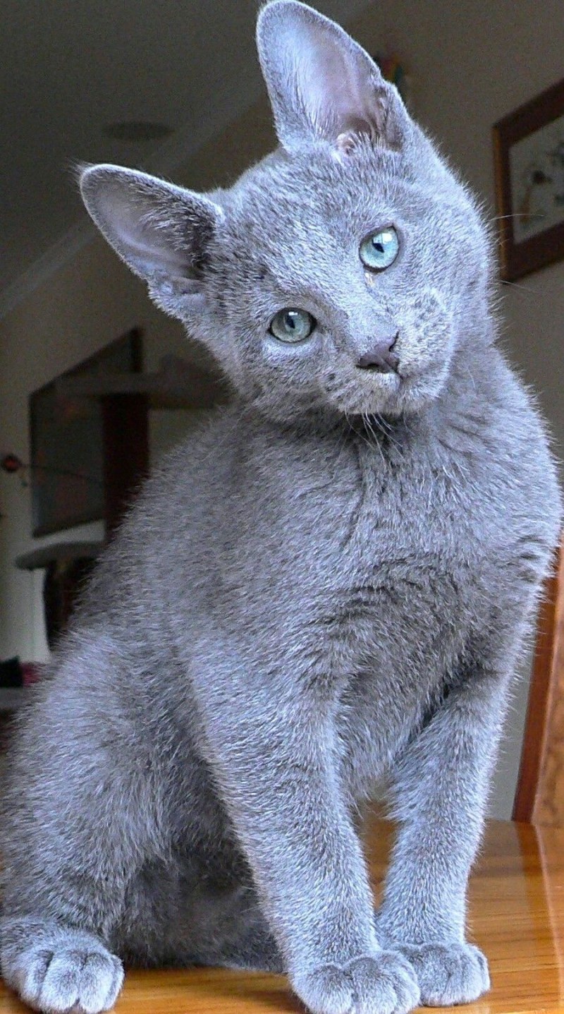 Дымчатый котенок британец
