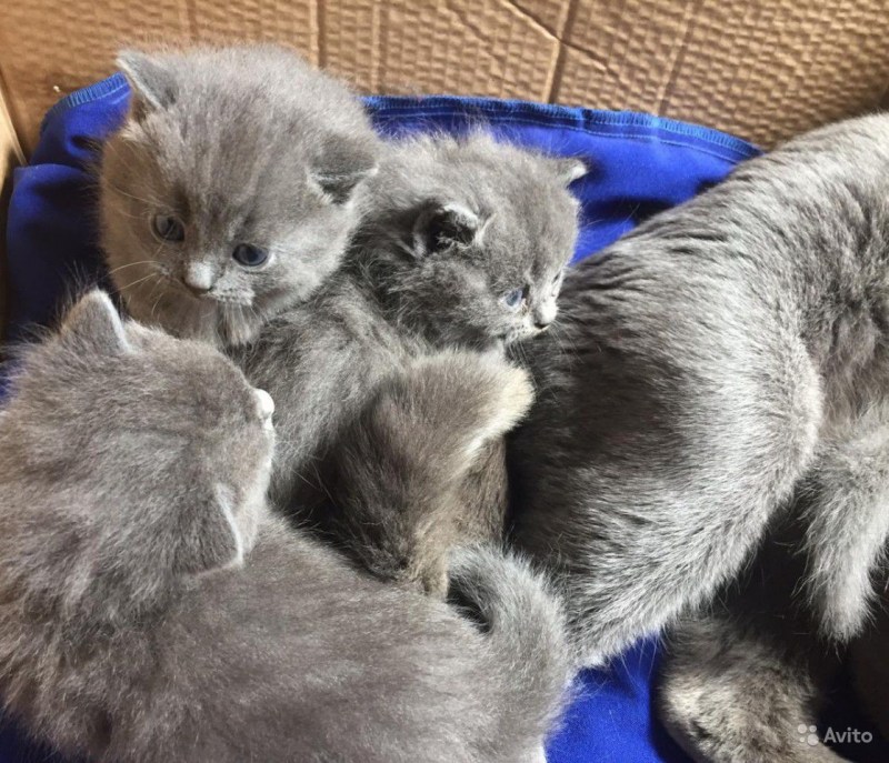Британская голубая кошка