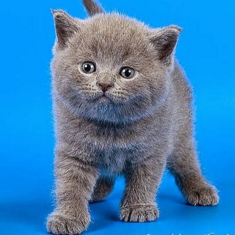 Шотландские котята прямоухие серые