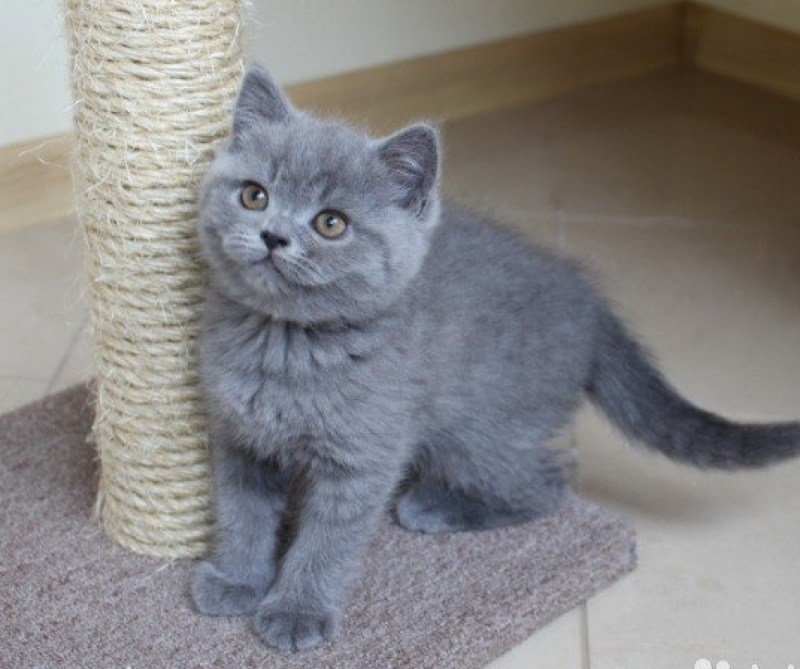 Котята породы Корат