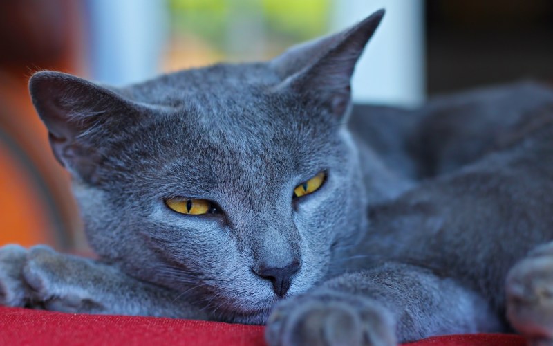 Коты породы русская голубая