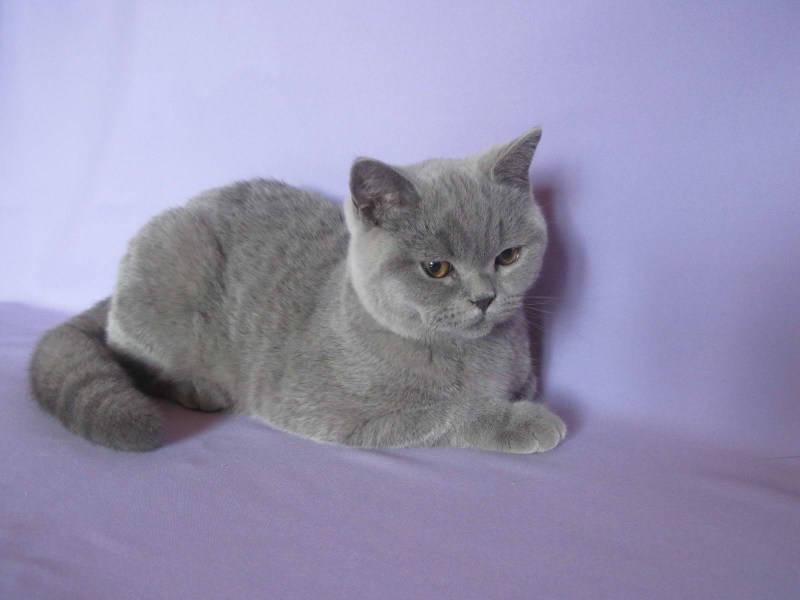 Британская короткошёрстная кошка голубая котята
