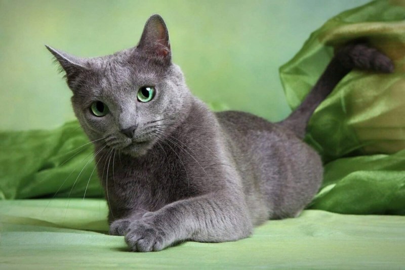 Русская голубая кошка котята