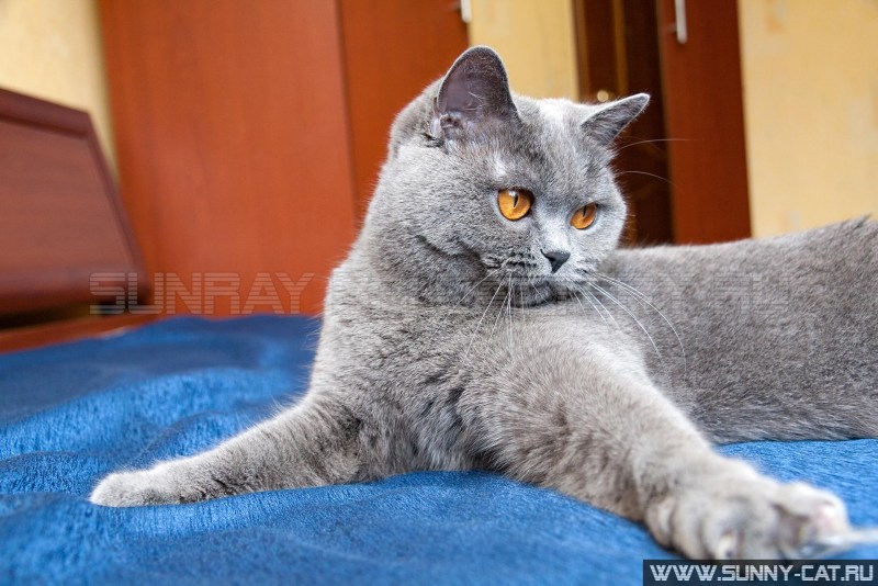 Голубой британец кот прямоухий