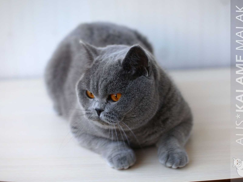 Сиамско британский кот