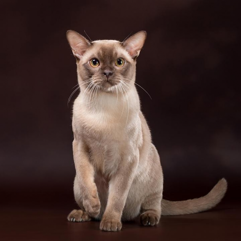 Бурманская кошка котята шоколад