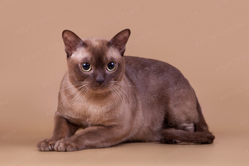 Бурманская кошка