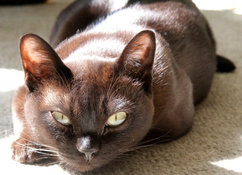Кошка Бурма котята