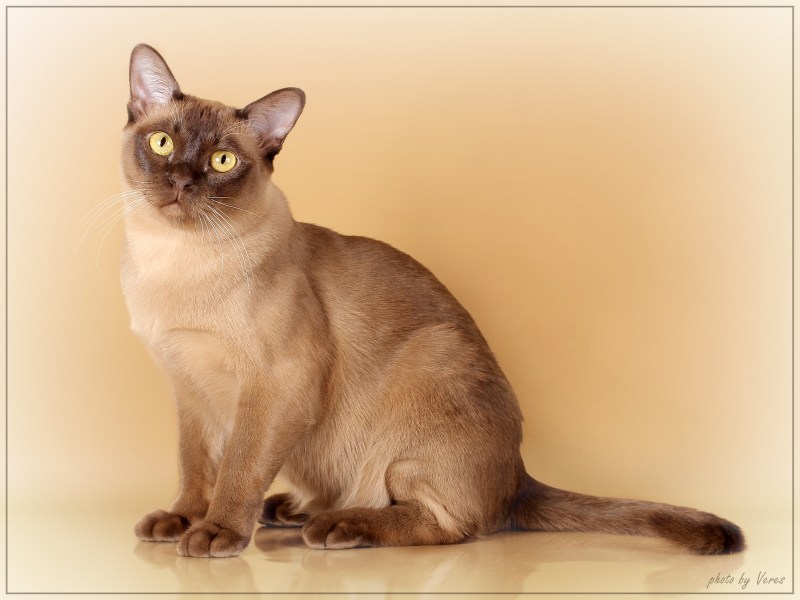 Бурманская кошка