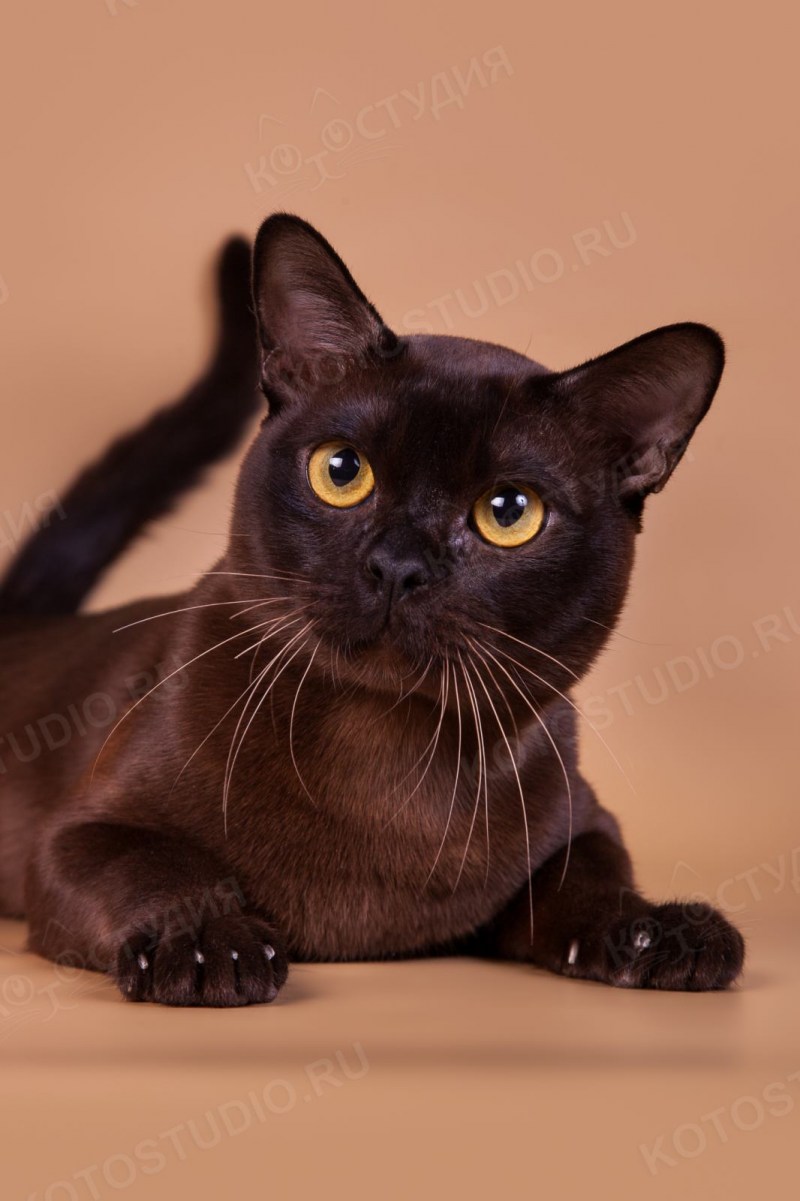 Бурманская котенок