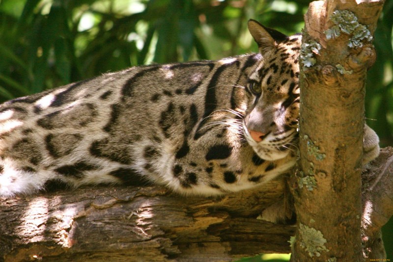 Дымчатый леопард Panthera nebulosa