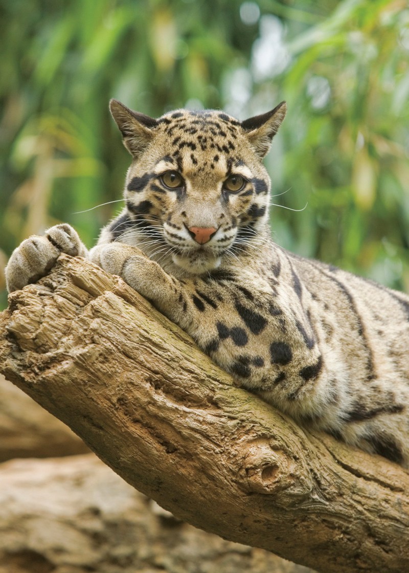 Дымчатый леопард Panthera nebulosa