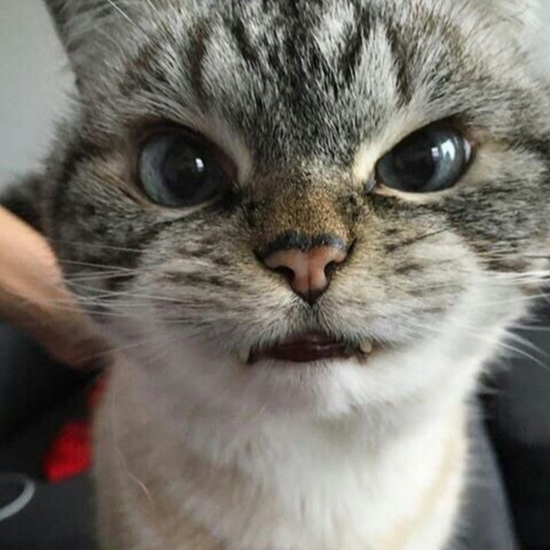 Милые злые котики