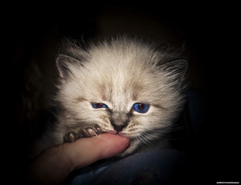 Злой милый котенок