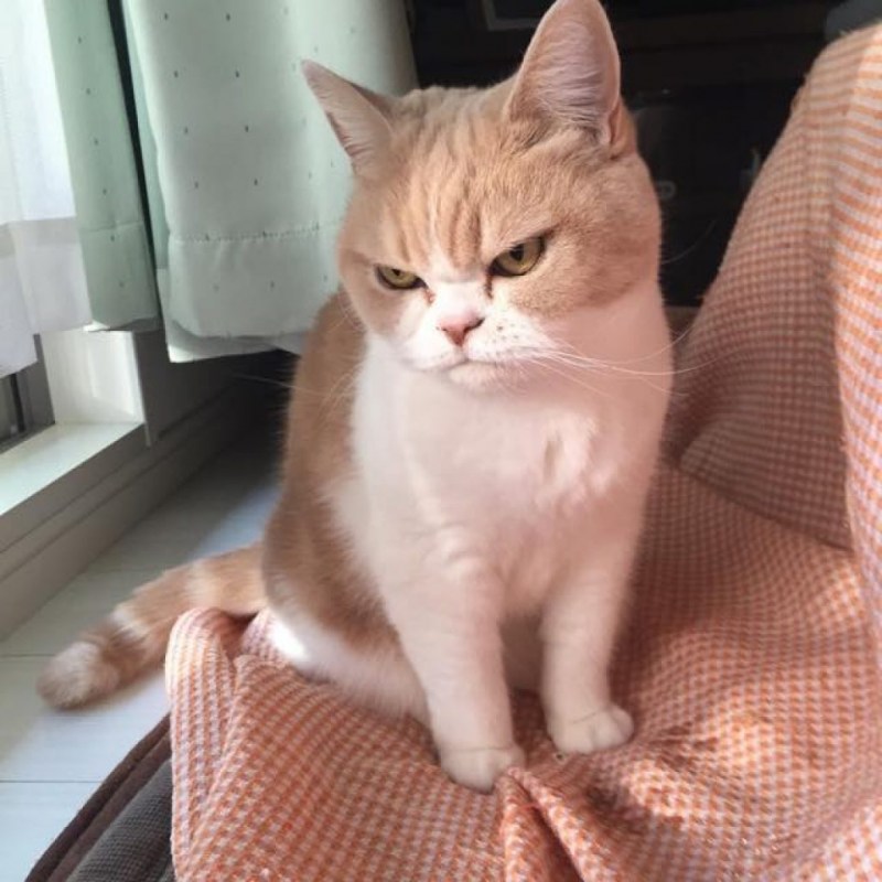 Самый злой кот